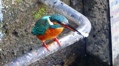 P2410434：カワセミ（オス）