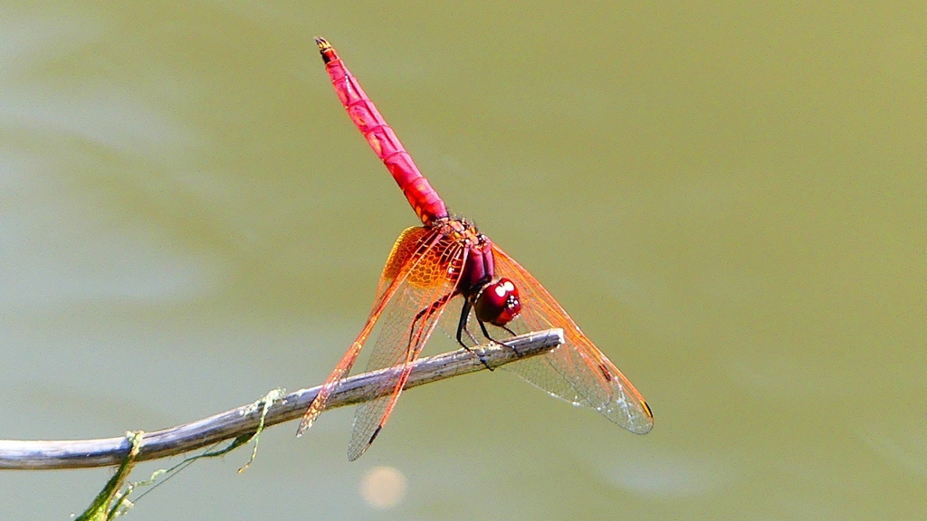 P2300631：ベニトンボ（オス）