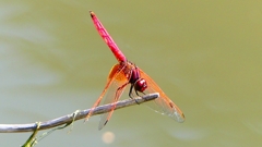 P2300631：ベニトンボ（オス）