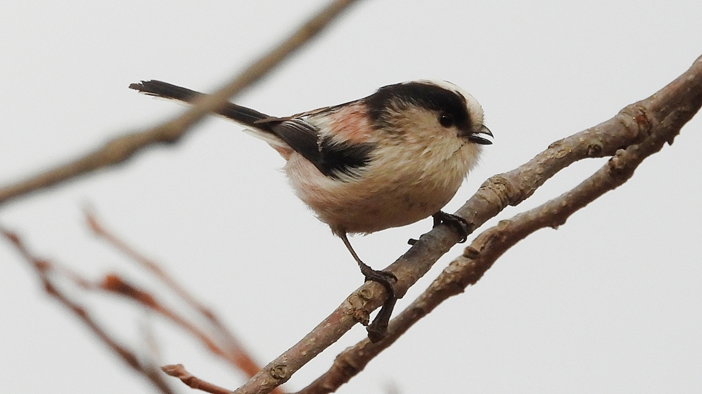 DSCN8557：エナガ