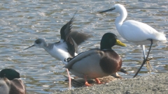 DSCN2185：セイタカシギ他