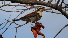 DSCN8412：ツグミ