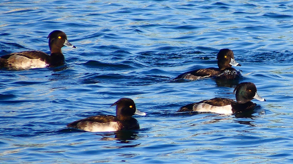 P2380092：キンクロハジロ