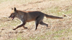 DSCN6763：キツネ