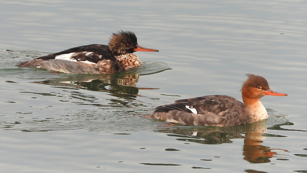 DSCN7267：ウミアイサ