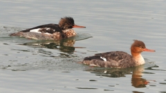 DSCN7267：ウミアイサ