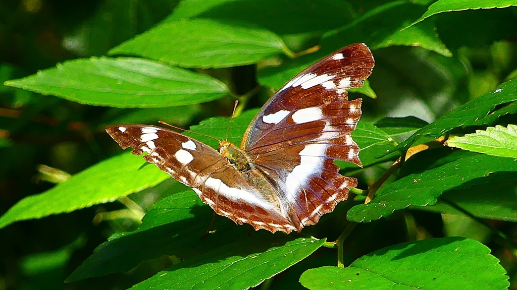 P2260491：メスグロヒョウモン