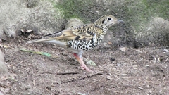 P1010114：トラツグミ