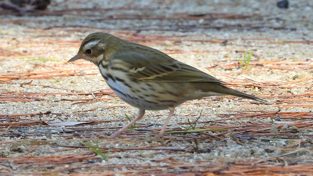 DSCN8213：ビンズイ