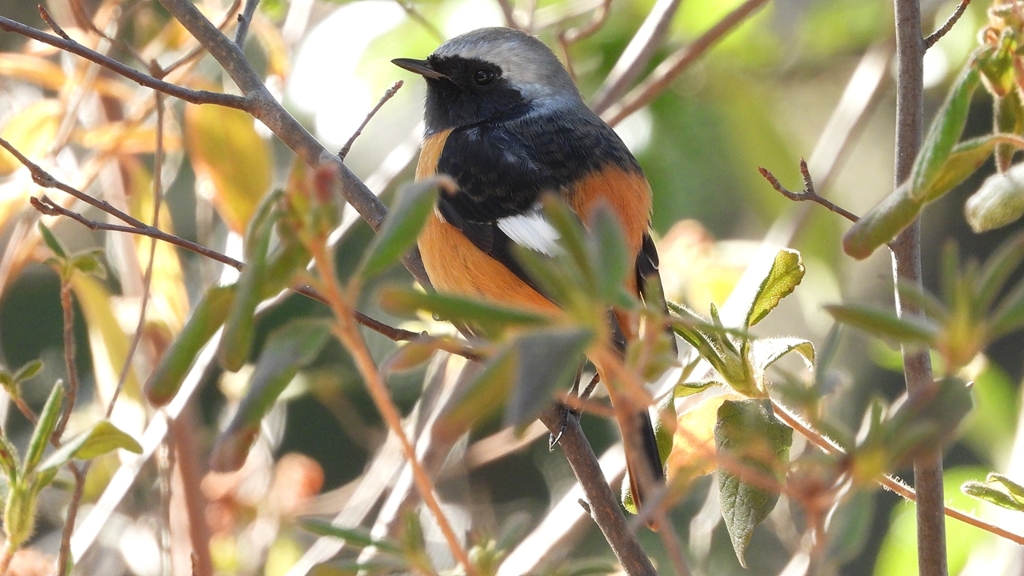 DSCN8366：ジョウビタキ（オス）