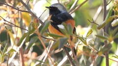 DSCN8366：ジョウビタキ（オス）