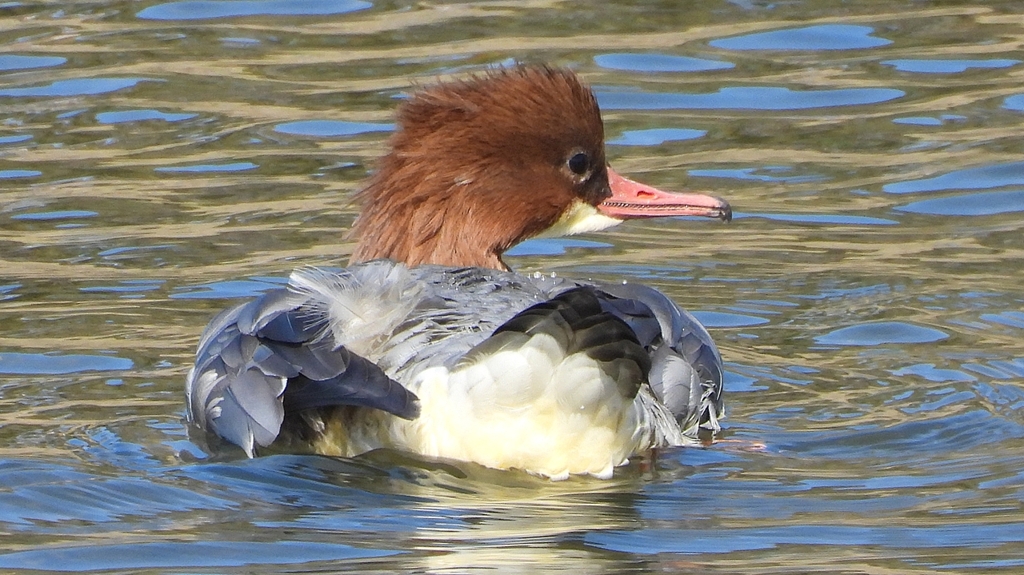 DSCN1488：カワアイサ（メス）