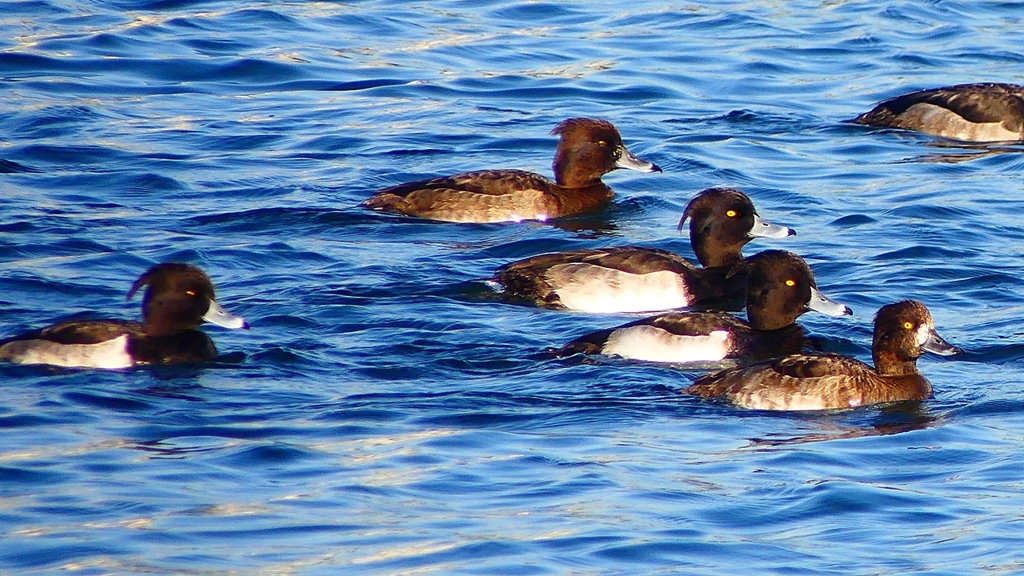 P2380098：キンクロハジロ