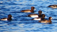 P2380098：キンクロハジロ