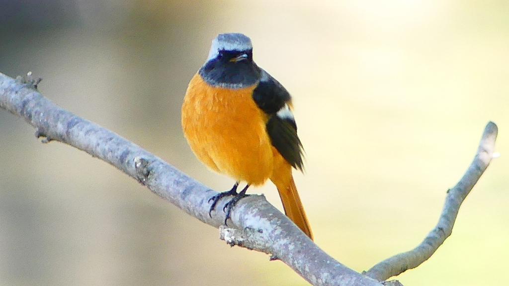 P2330066：ジョウビタキ（オス）