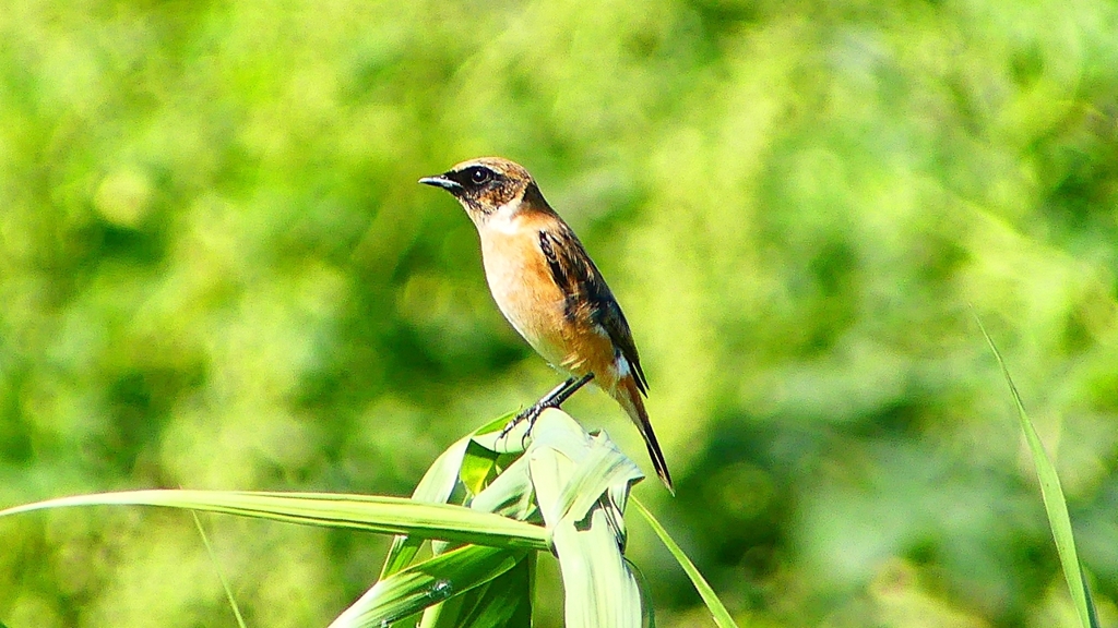 P2300126：ノビタキ