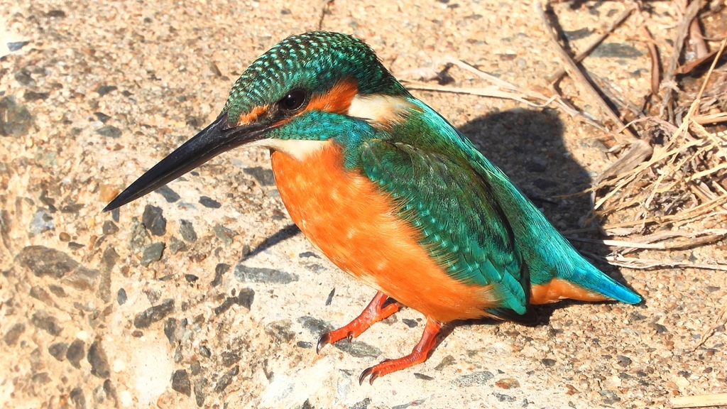 DSCN5914：カワセミ（オス）