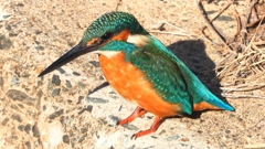 DSCN5914：カワセミ（オス）