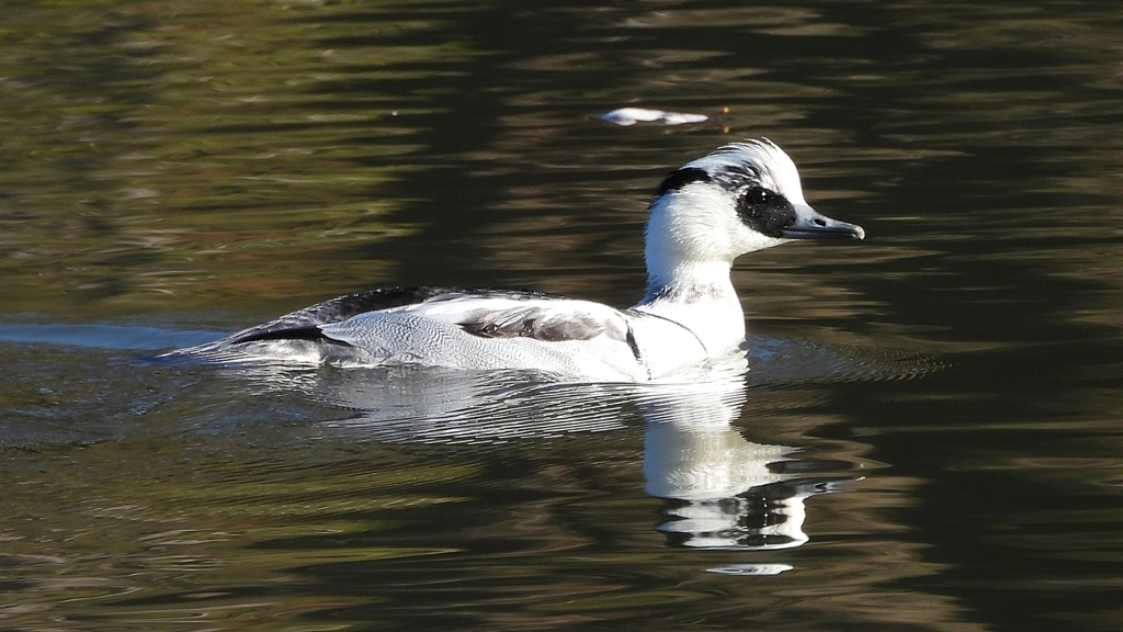 DSCN4919：ミコアイサ（オス）
