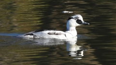 DSCN4919：ミコアイサ（オス）