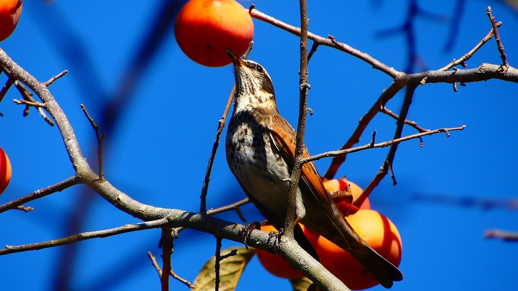 P2370800：ツグミ