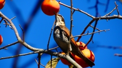 P2370800：ツグミ