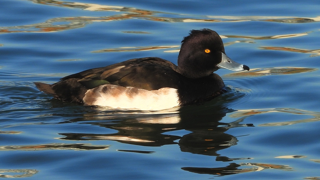 DSCN6504：キンクロハジロ（オス）