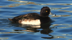 DSCN6504：キンクロハジロ（オス）