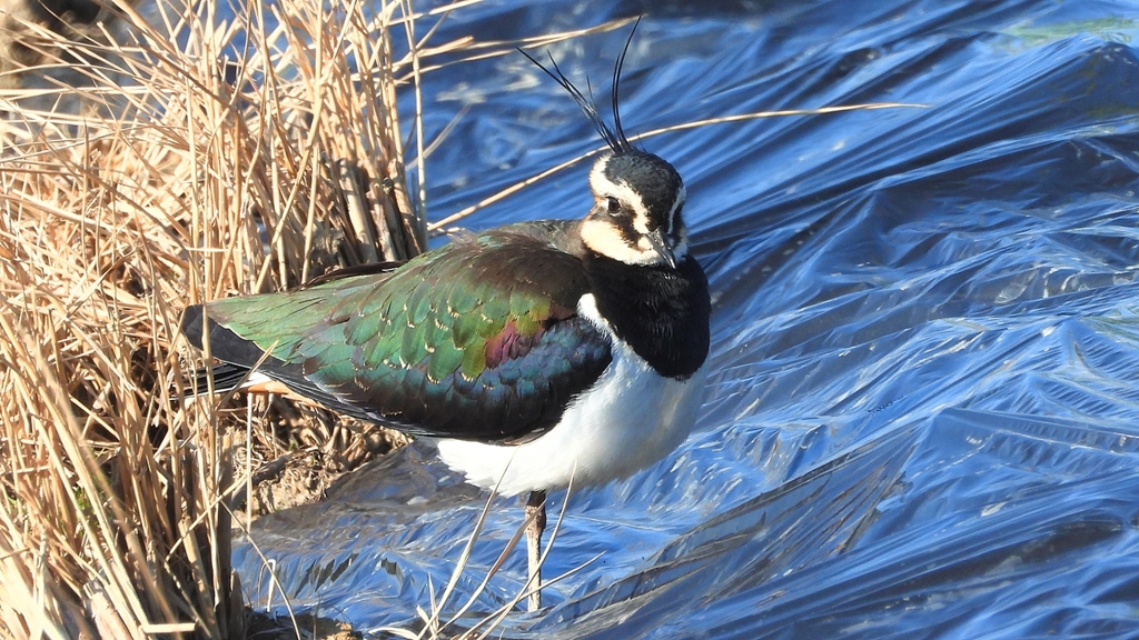 DSCN6616：タゲリ