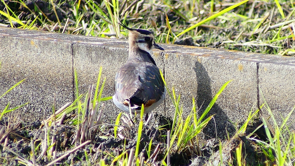 P2340720：タゲリ