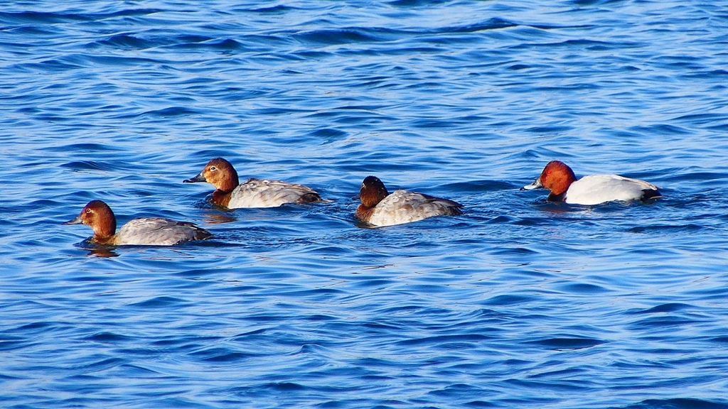 P2380521：ホシハジロ