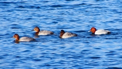 P2380521：ホシハジロ