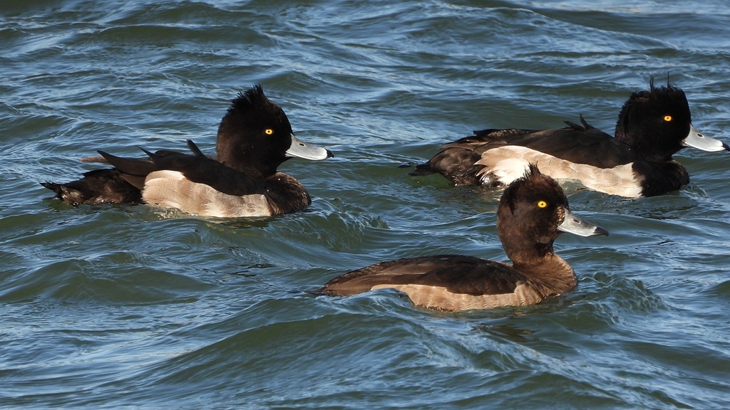 DSCN0898：キンクロハジロ