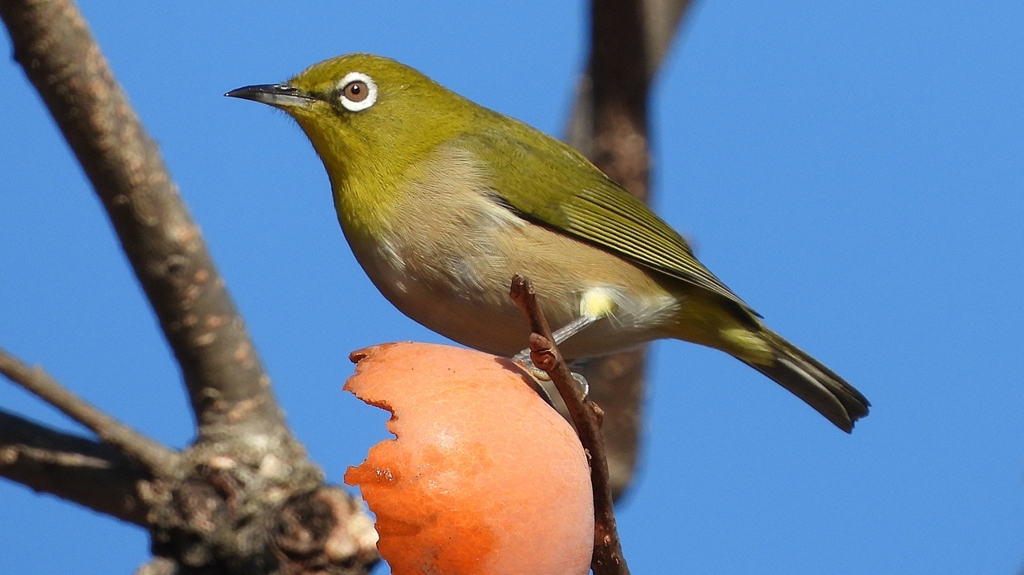 DSCN8744：メジロ