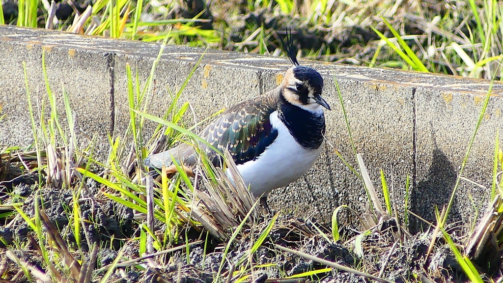 P2340735：タゲリ