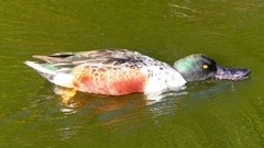 P2360069：ハシビロガモ