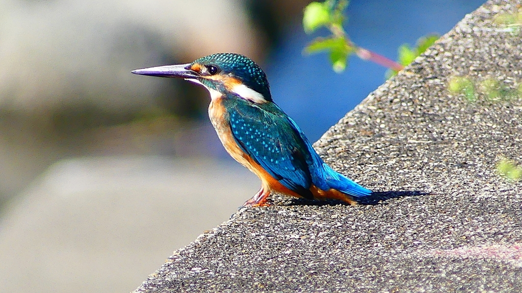 P2270329：カワセミ（オス）