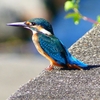 P2270329：カワセミ（オス）