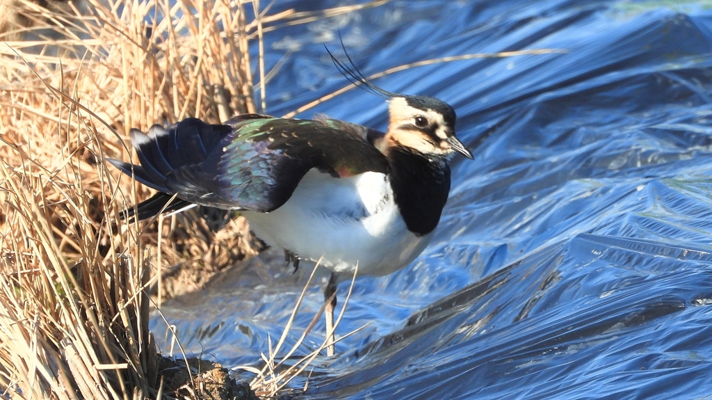 DSCN6613：タゲリ