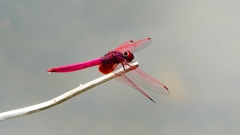P2290228：ベニトンボ（オス）