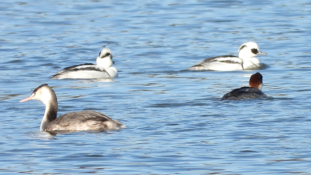 DSCN5050：ミコアイサ他