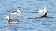 DSCN5050：ミコアイサ他