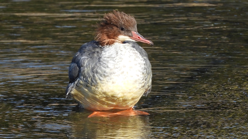 DSCN1747：カワアイサ（メス）