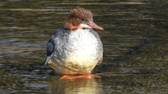 DSCN1747：カワアイサ（メス）