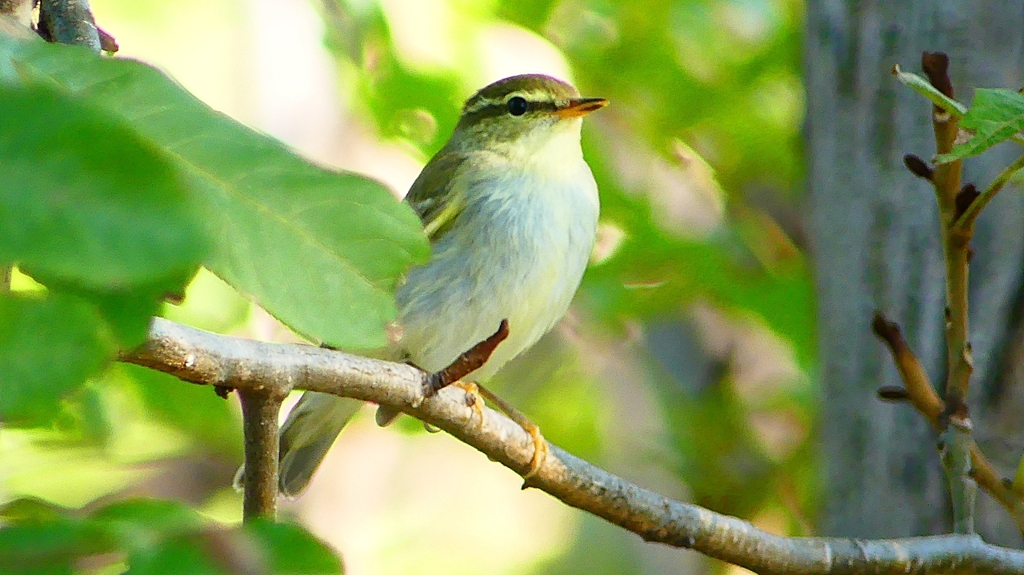 P2320063：ムシクイ