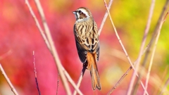 P2390322：ホオジロ（メス）