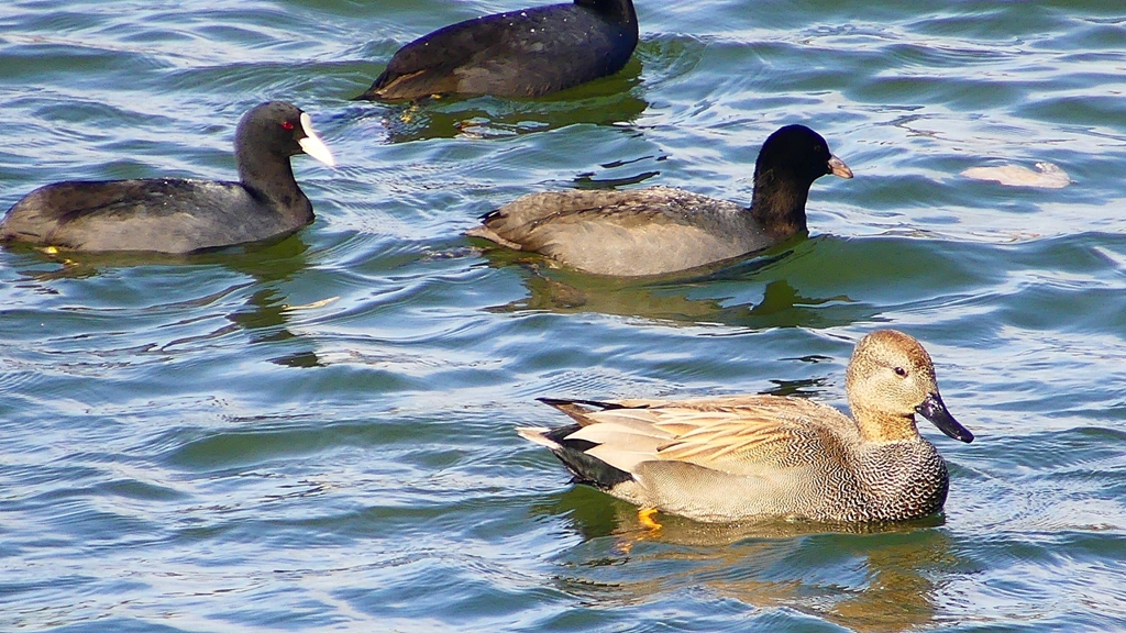 P2410603：オカヨシガモ、オオバン