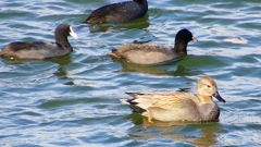 P2410603：オカヨシガモ、オオバン