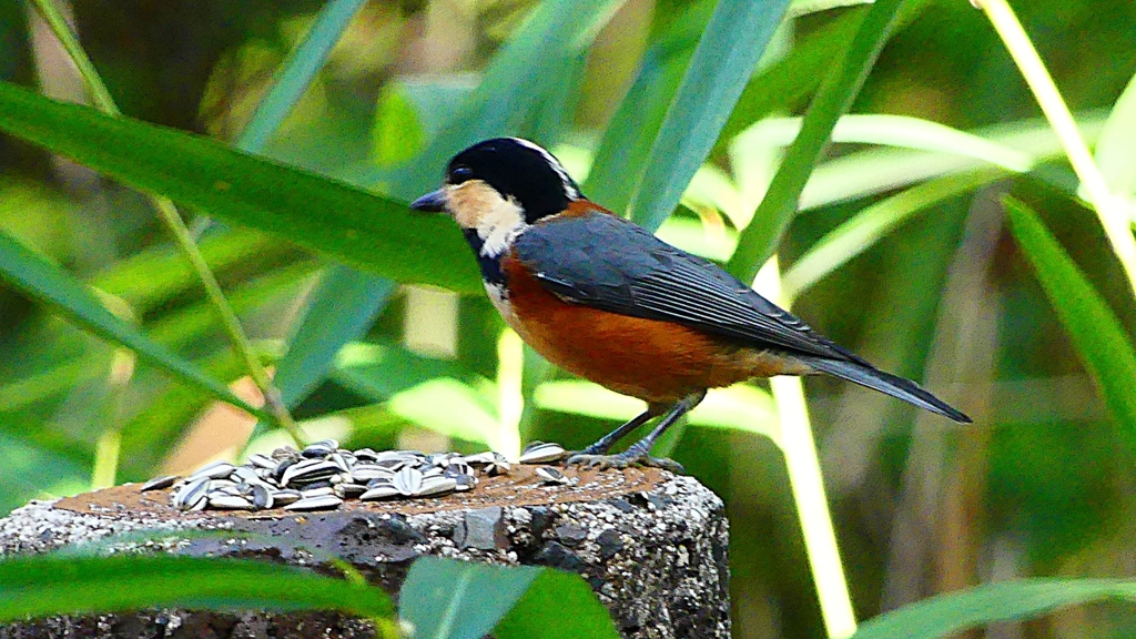 P2360249：ヤマガラ