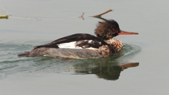 DSCN7272：ウミアイサ